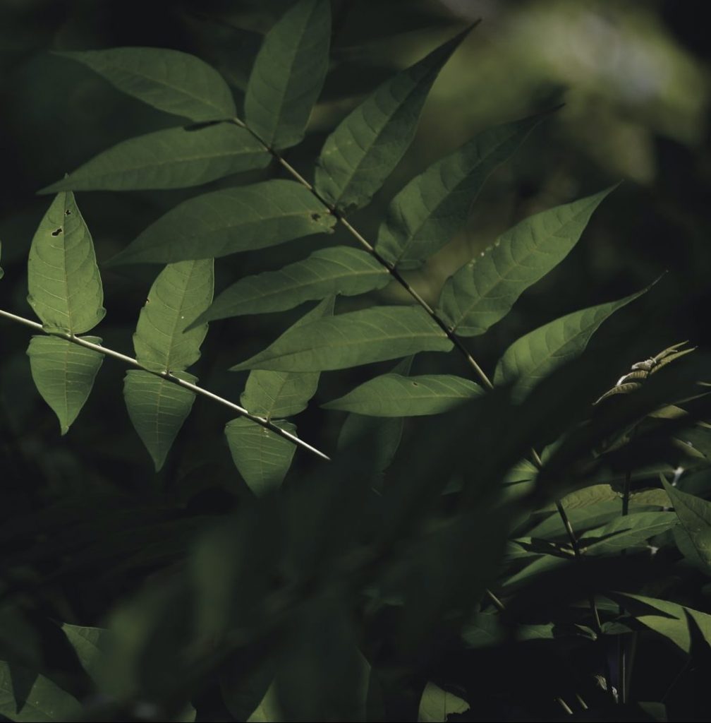 photo-1599332470533-6099b2e63f25