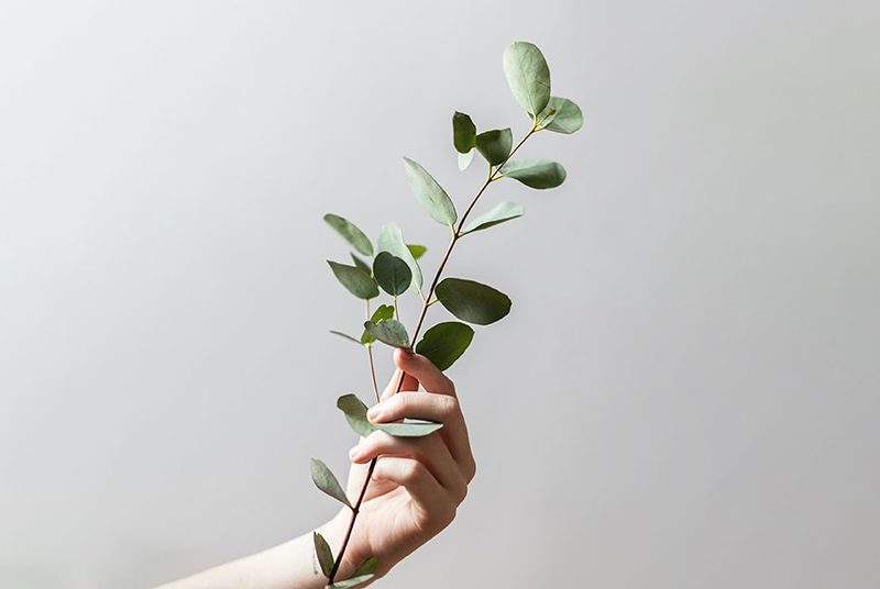 Floramedia Zusammenarbeit